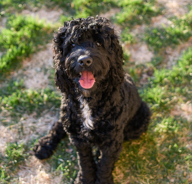 Portuguese Water Dog Puppies For Sale - Pilesgrove Pups